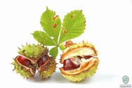Horsechestnut Ext 40%