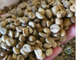 Green Bean Robusta Coffee Indonesia Origin