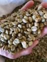 Green Bean Robusta Coffee Indonesia Origin