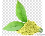 Green Tea 95% Polyphenols