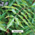 Neem Leaf Extract (2-5%)