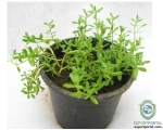 Natural Brahmi Dry Extract