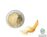 Panax Ginseng Extract 20%