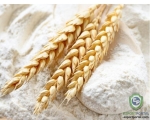 Wheat flour