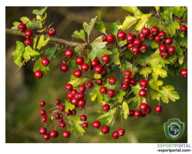 Hawthorn Berry 10:1 Extract 10%