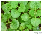 Coleus Forskohlii Extract (20%)