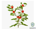 Ashwagandha Extract 20%