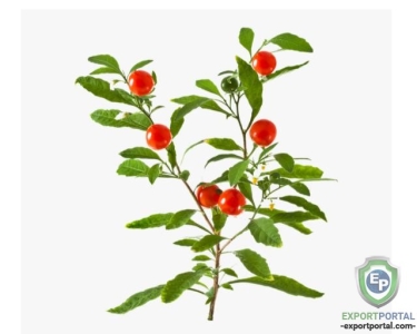 Ashwagandha Extract 20%