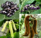 Mucuna Pruriens(L-Dopa-10%)