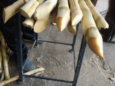 Sugar Cane
