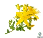 St. John's Wort Extract
