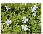Bacopa Monnieri Extract (Saponins 24%)