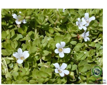 Bacopa Monnieri Extract (Saponins 24%)