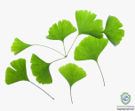 Ginkgo Biloba (24% By HPLC)