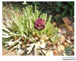 Caralluma Dry Ext
