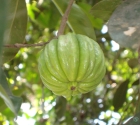 Garcinia Extract