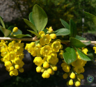 Daruharidra Extract (Berberis Aculeata)