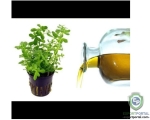 Pure Brahmi Oils
