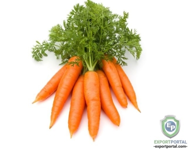 Carrot Oil (Daucus Carota)