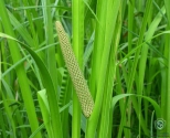 Calamus Oil (Acorus Calamus)
