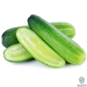 Cucumber Oil (Curumin Sativus)