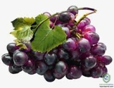 Grape Seed Extract