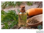 Celery Seed Oil (Apium Graveolens)