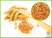 Wheat Protein Phytochemicals