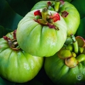 Garcinia Extract