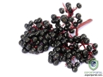 Elderberry Extract (Sambucus Nigra) 10%