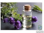 Lavender Oil