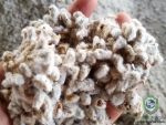 Cotton Seeds