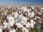 Raw Cotton Products