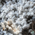 Raw Cotton Products