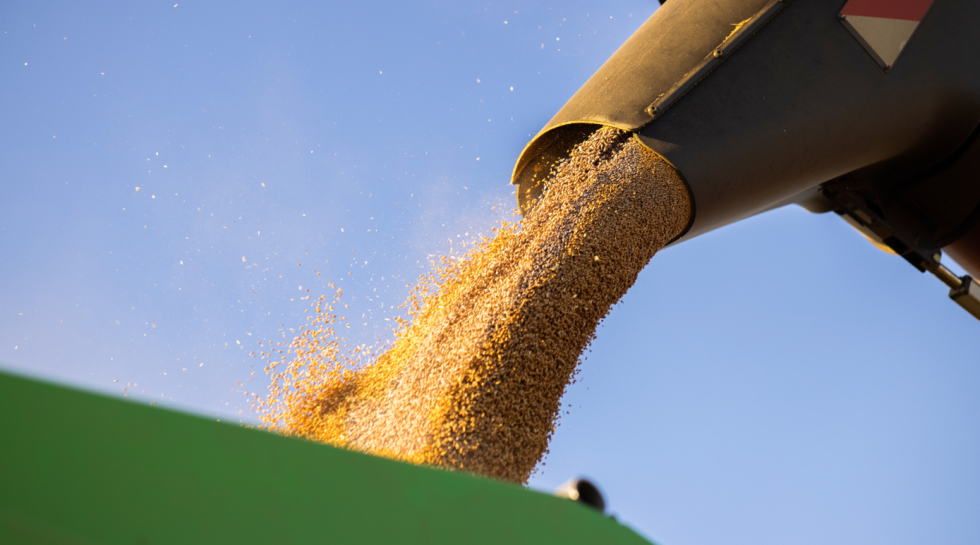 Rice production in India